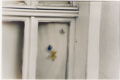 Close-up of white flowering plant on window