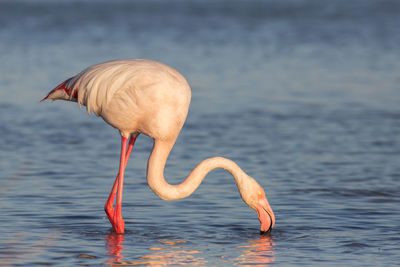 Close-up of flamingo drinking water in lake