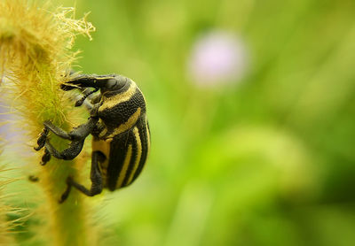 Close-up of bee pollinating on flower