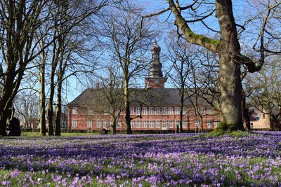 View of flowering plants and trees on field