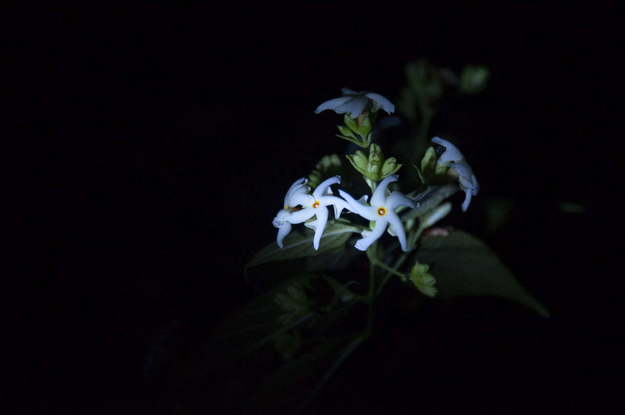 CLOSE-UP OF WHITE FLOWER AGAINST BLACK BACKGROUND