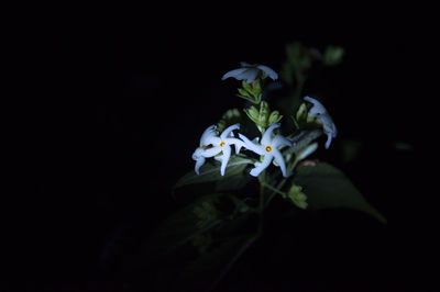 Close-up of flowering plant against black background