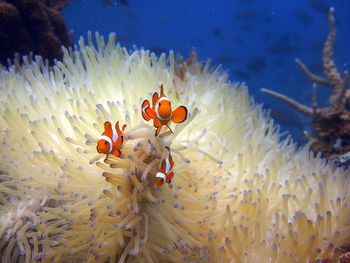 Clown fish by sea anemone in sea