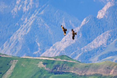 Birds flying above mountains