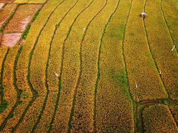 Aerial panorama of agrarian rice fields landscape like a terraced rice fields ubud bali indonesia