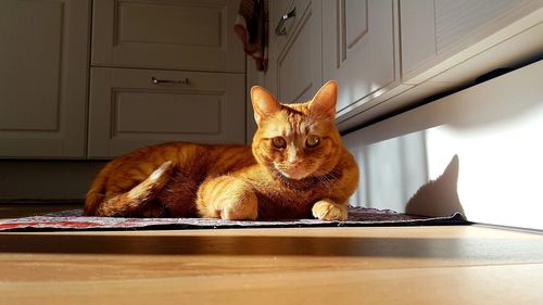 Portrait of cat sitting by door