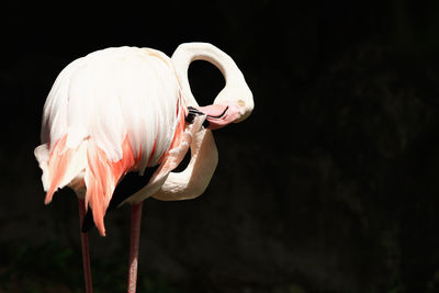 Close-up of a bird