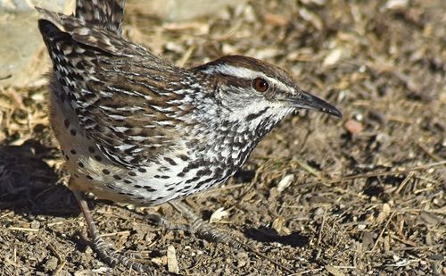 High angle view of bird on land
