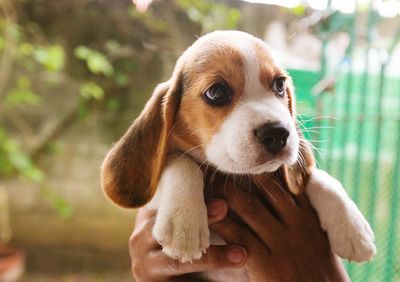 Close-up of hand holding puppy