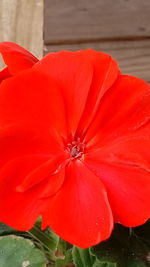 Close-up of red flower blooming outdoors