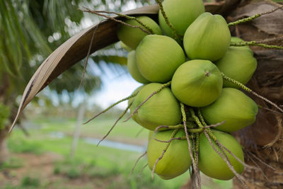 Close-up of fruits growing on tree