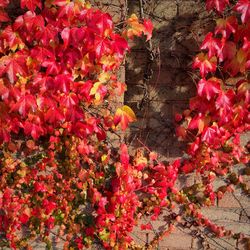 Red flowers growing outdoors