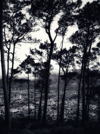 Trees in forest against sky