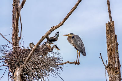 Adult great blue heron encourages the chicks to leave the nest and walk out on a limb.