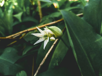 Close-up of white flowering plant