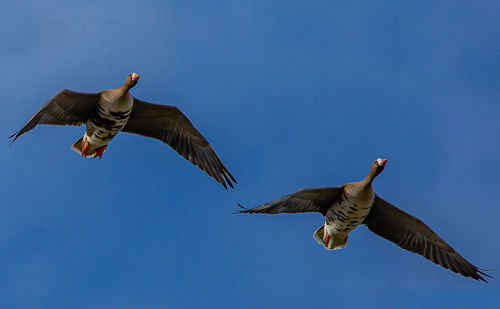 Low angle view of seagull flying