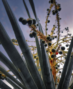 Low angle view of flowers against sky