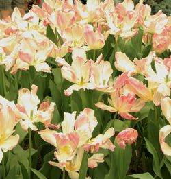 Close-up of flowers blooming in field