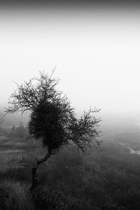 Tree on field against sky