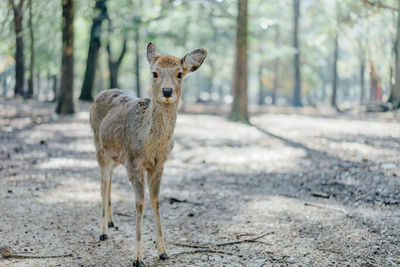 Portrait of deer standing on land