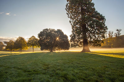 Low lying mist at blaise castle estate in bristol 