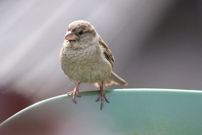 Close-up of bird perching outdoors