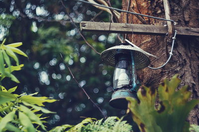 Close-up of plants hanging from tree