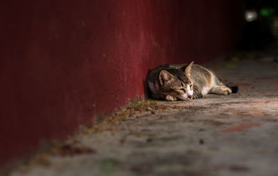 Cat relaxing on sidewalk