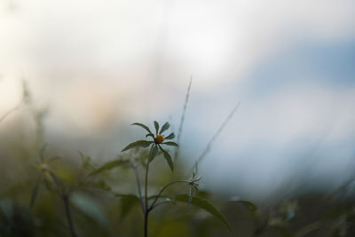 Close-up of plant