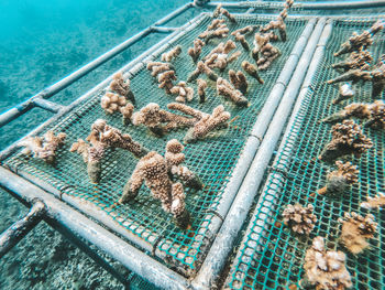 High angle view of underwater coral garden