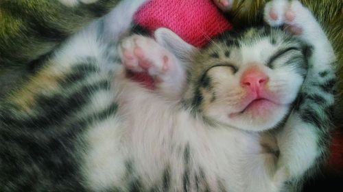 Close-up of cat sleeping
