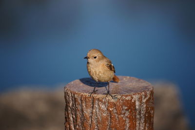 Close-up of bird perching on wooden post