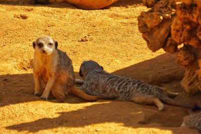 View of two cats sitting on land