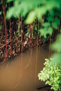 Close-up of plants in water