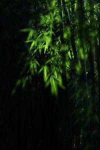 Close-up of bamboo trees in forest