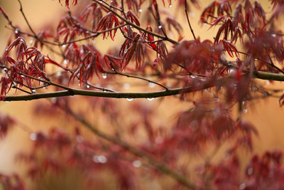 Close-up of raindrops on tree during autumn