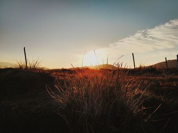 Scenic view of field against sky during sunset