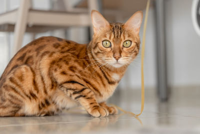 Portrait of a domestic bengal cat sitting on the floor in the room.