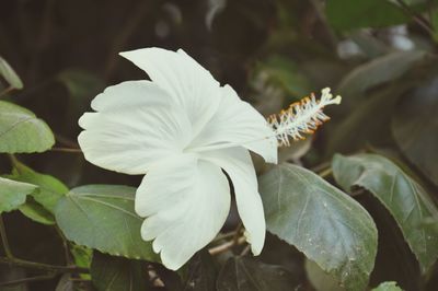 Close-up of white hibiscus blooming outdoors