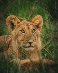 Lioness looking away