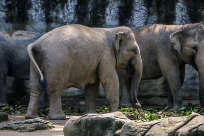 View of elephant in zoo