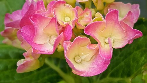 Close-up of pink rose blooming outdoors