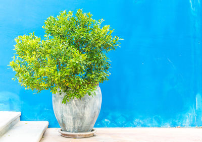 Close-up of potted plant on table by swimming pool