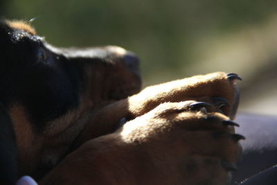 Close-up of a dog