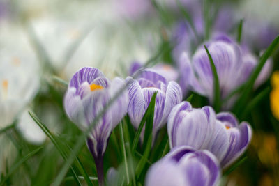 Close-up of purple crocus flowers on field