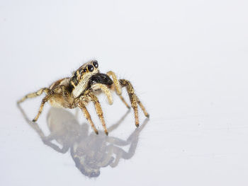 Close-up of spider on white background