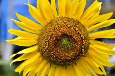 Yellow sunflower with honey bee in close up photo