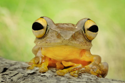 Close-up of frog eyes