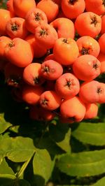 High angle view of fruits on plant