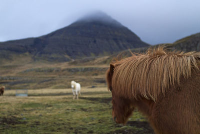 Horses grazing on field against sky